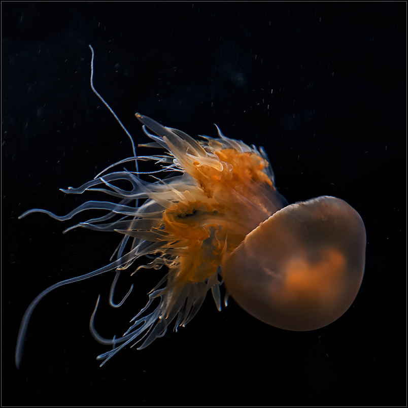 a jellyfish