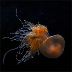 a jellyfish