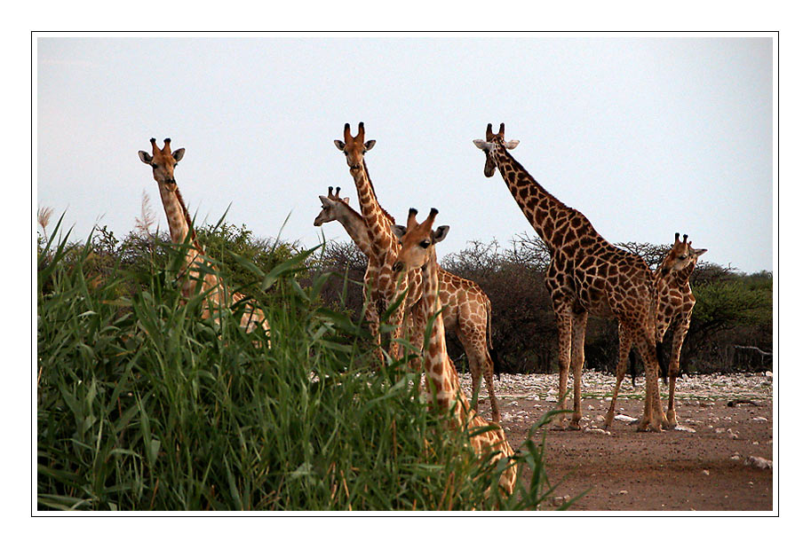 a journey of giraffes........