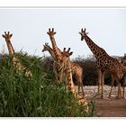 a journey of giraffes........