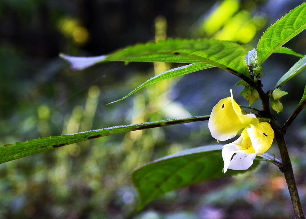 A JUNGLE FLOWER