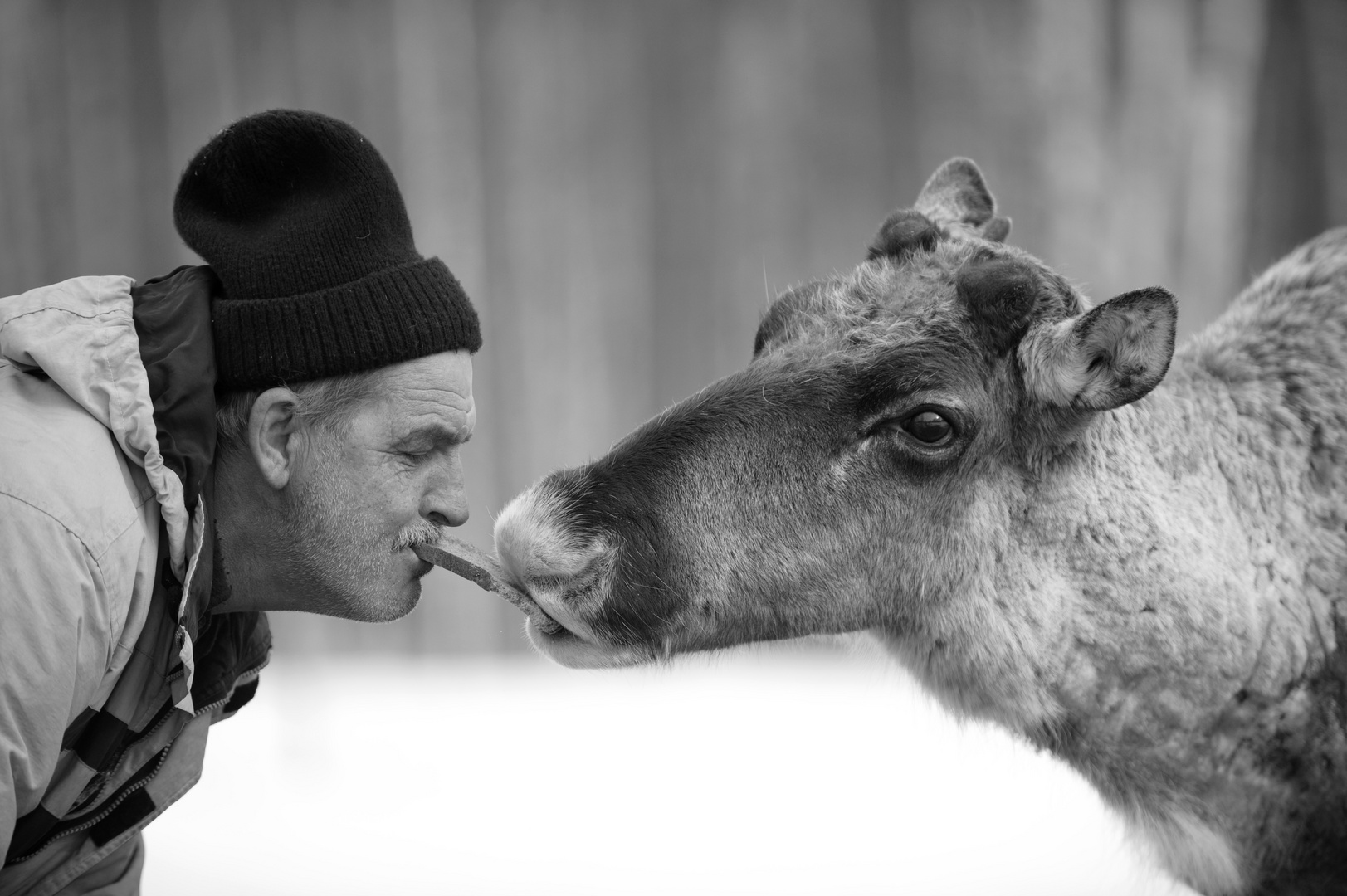 A keeper with a deer. From the nature-reserve.