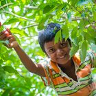 A kid plucks lychee.