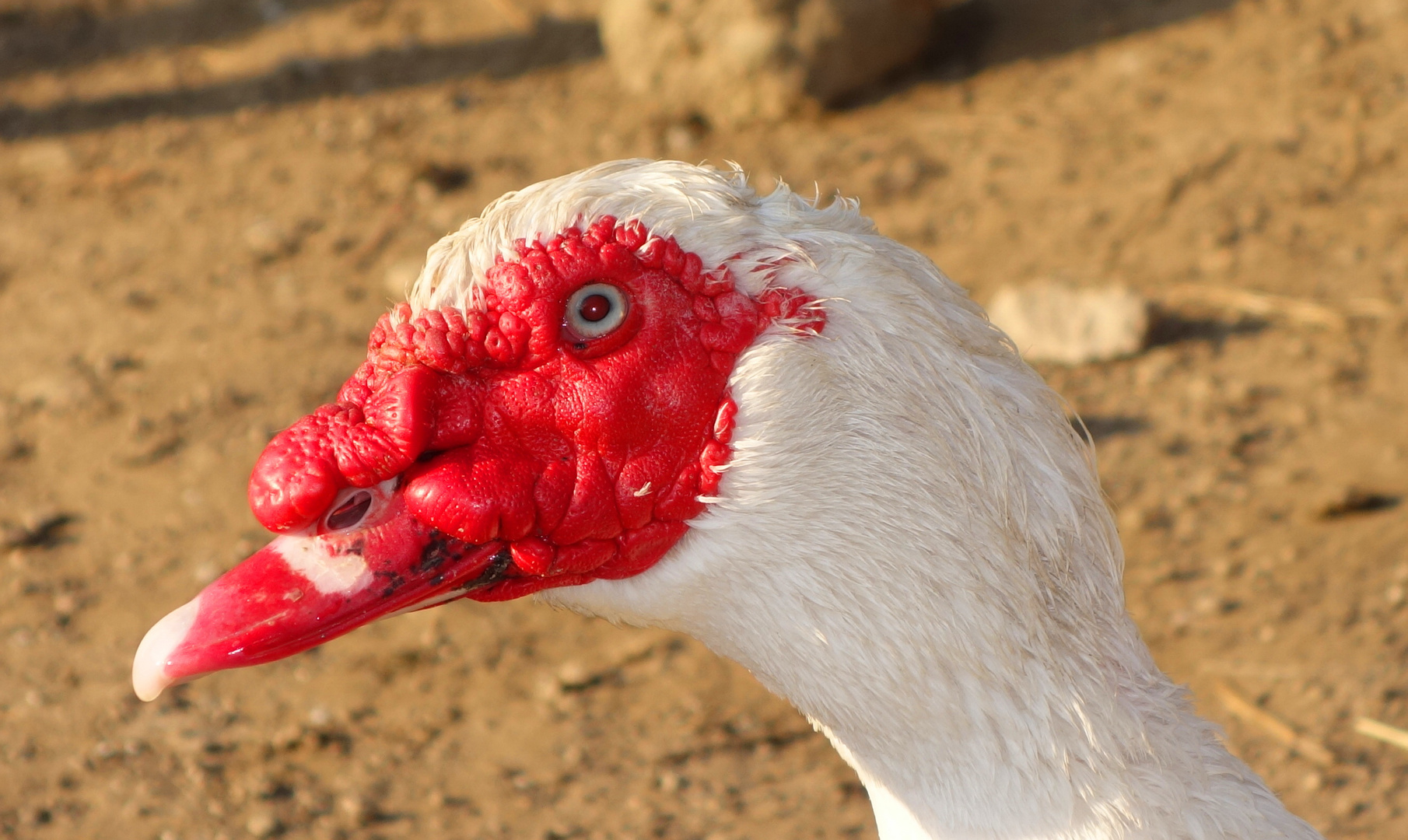 A kind of duck, no idea which one