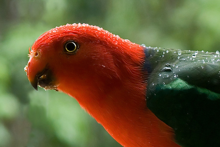 A King Parrot besprinkled