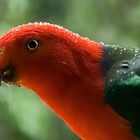 A King Parrot besprinkled