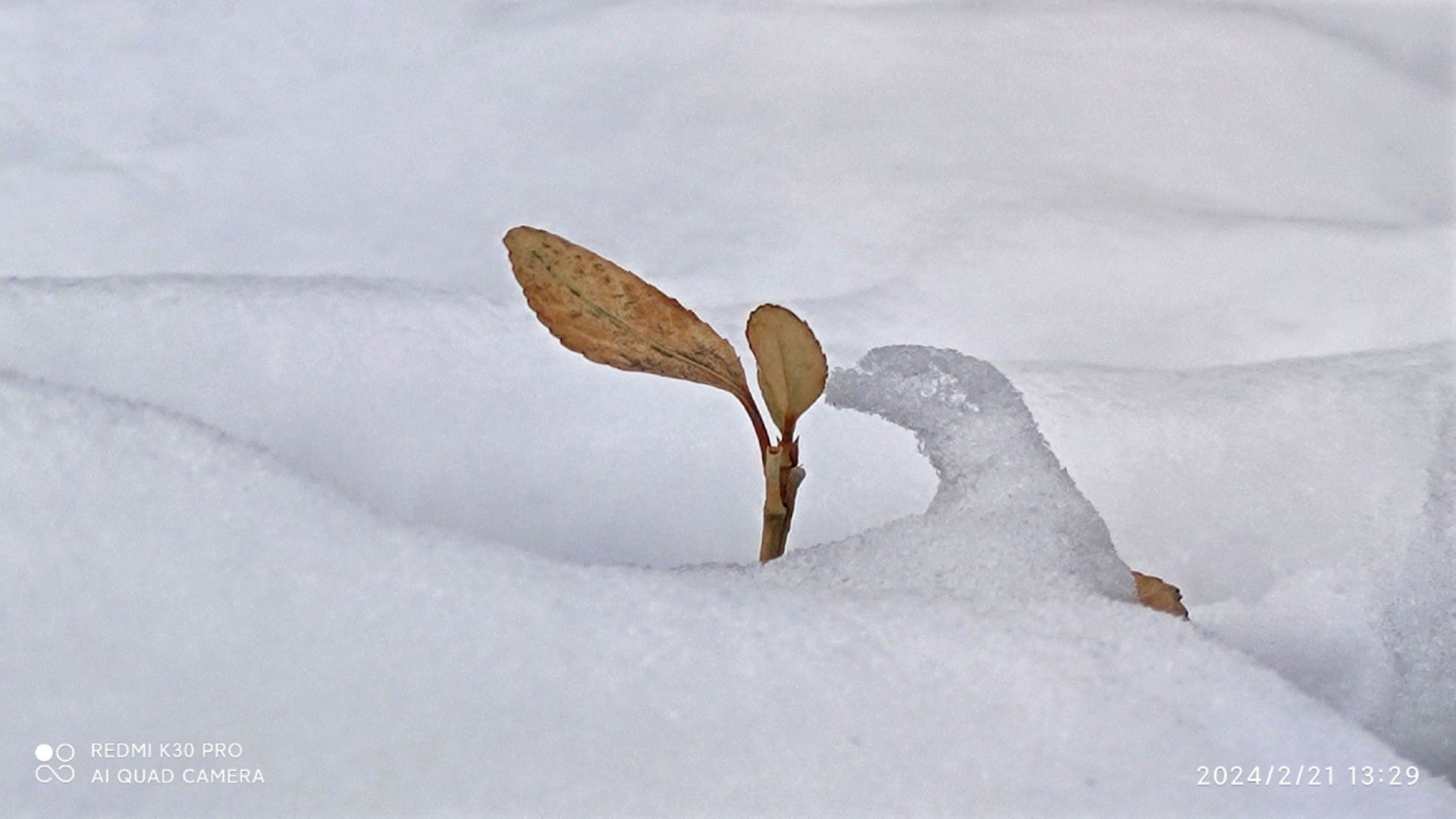 A Kiss from Snow