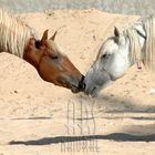 A Kiss (Tunis 2008.)