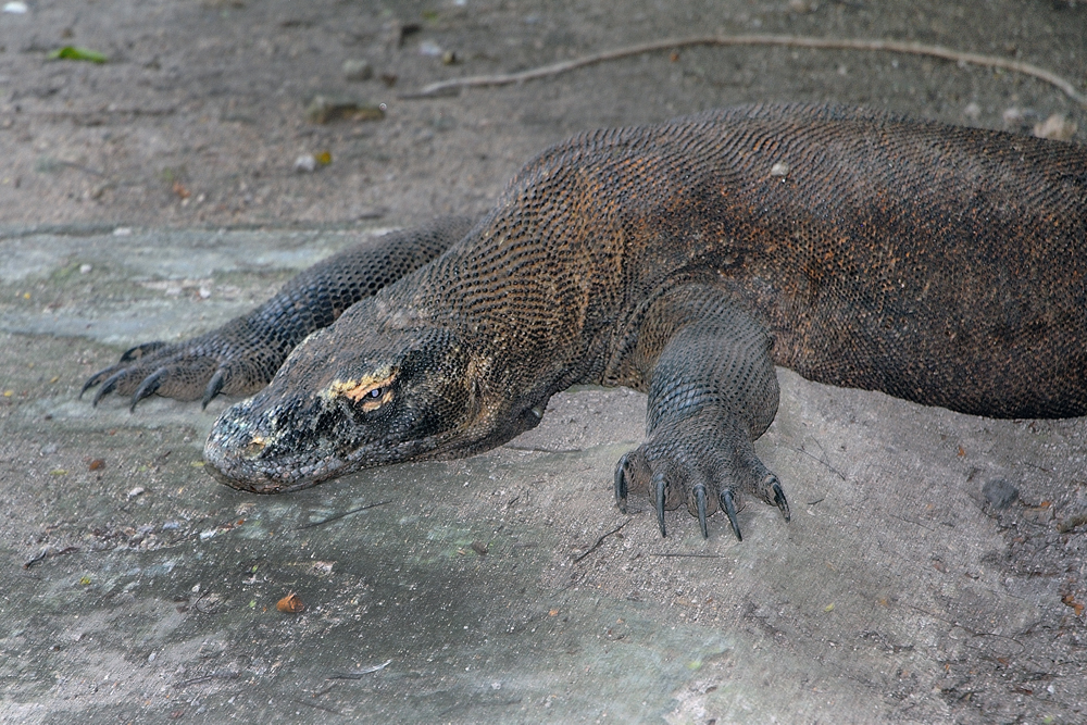 A Komodo dragon on Rinca island