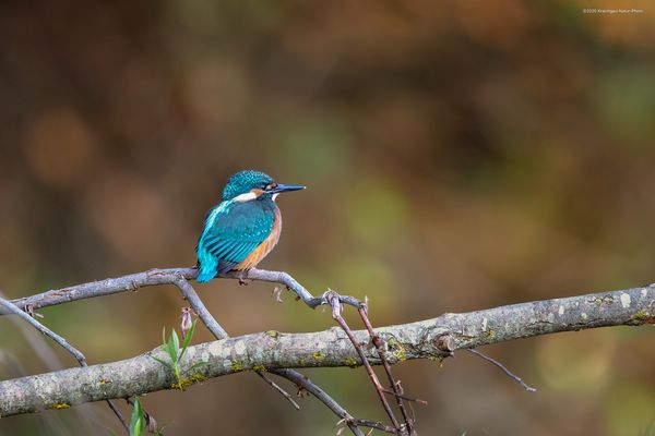 „ a l l e z . l e s . B l e u e s “