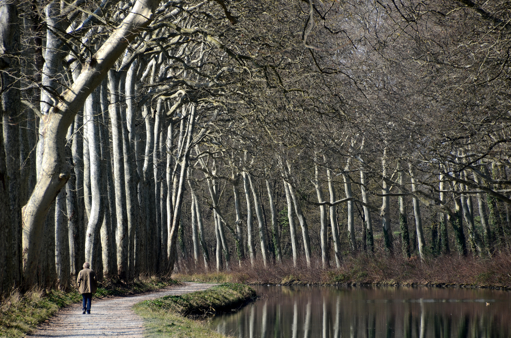 à l ombre des géants