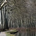 à l ombre des géants