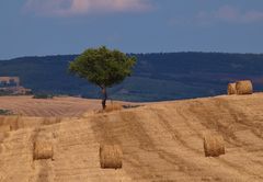 à l ombre durant le casse croute......