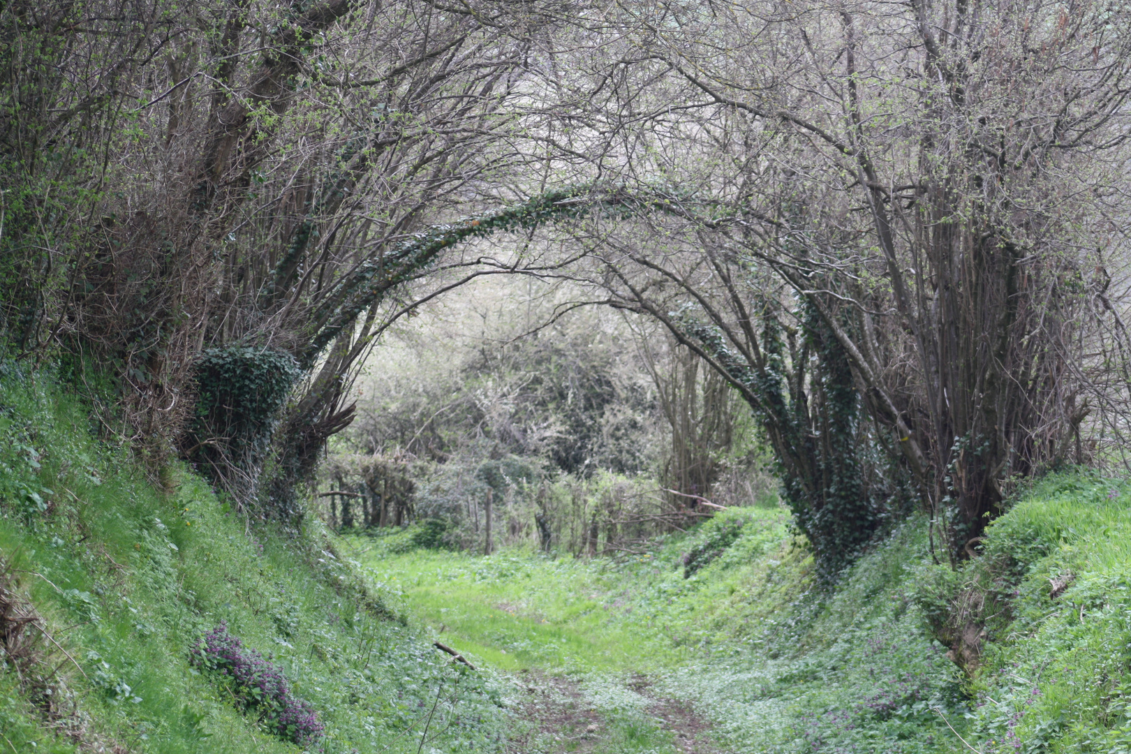 A l' orée du bois.