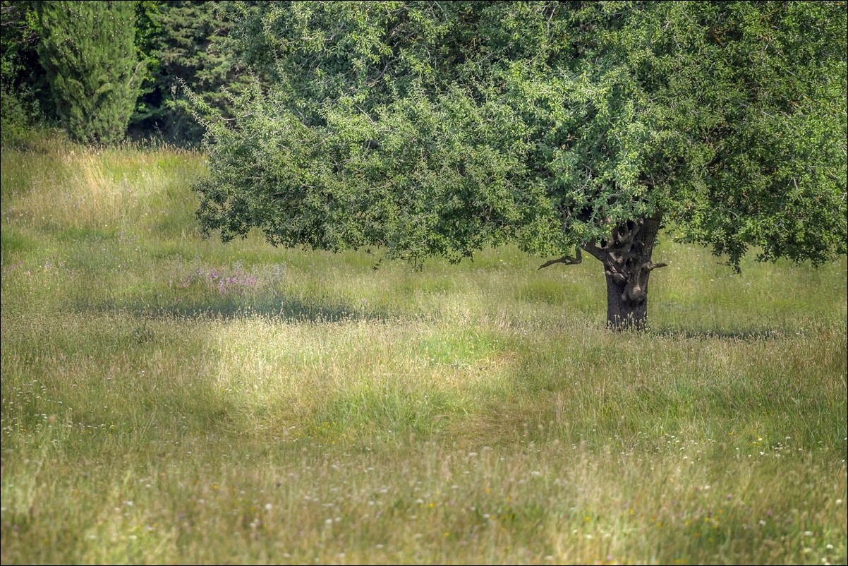 A la campagne