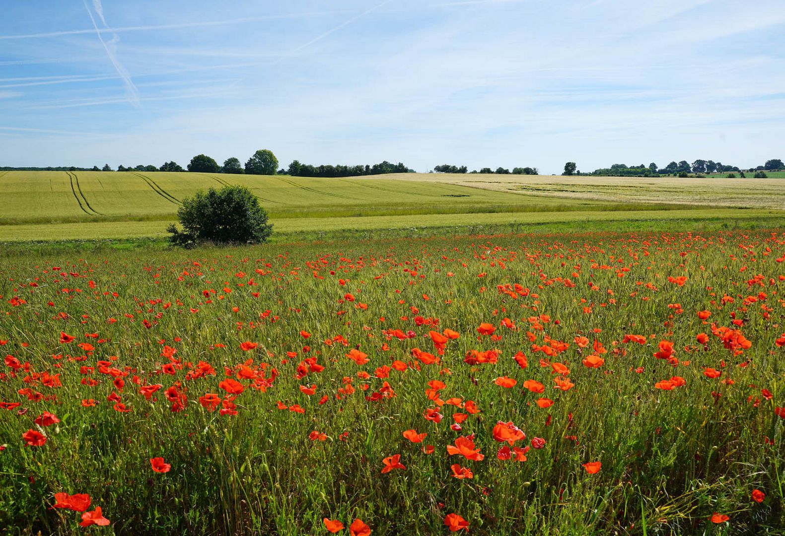 A la campagne ....