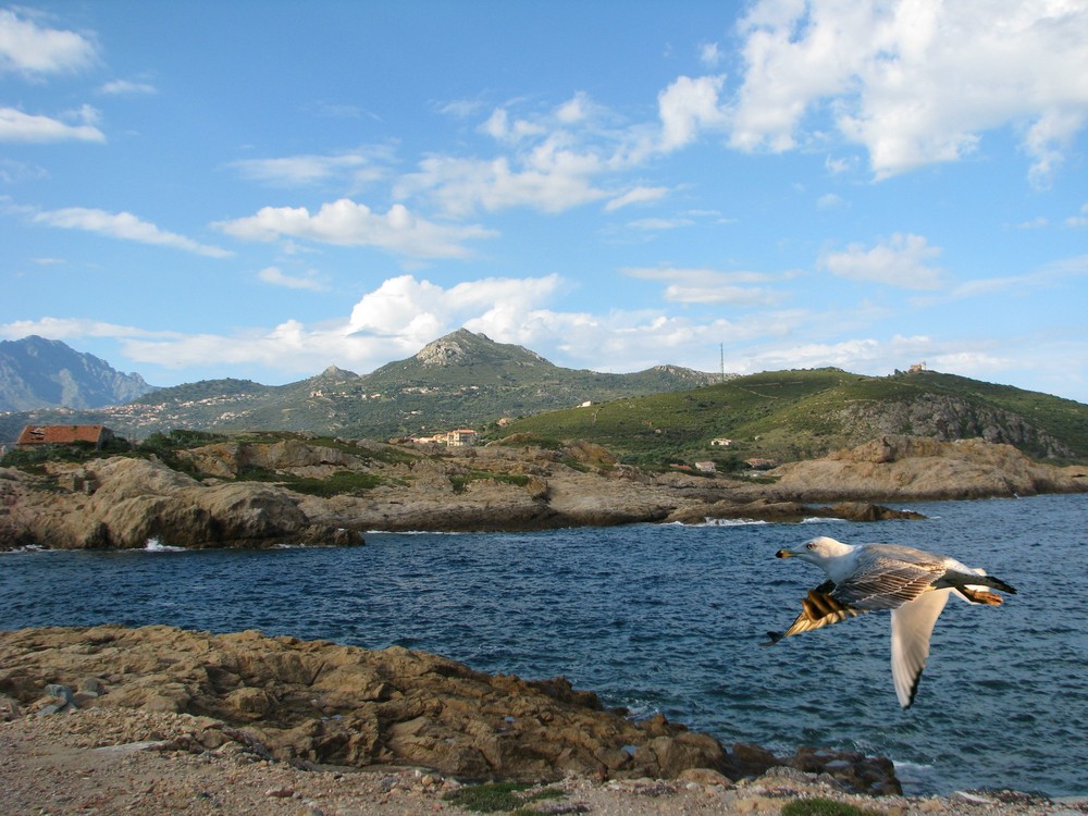 a LA CITADELLE DE CALVI