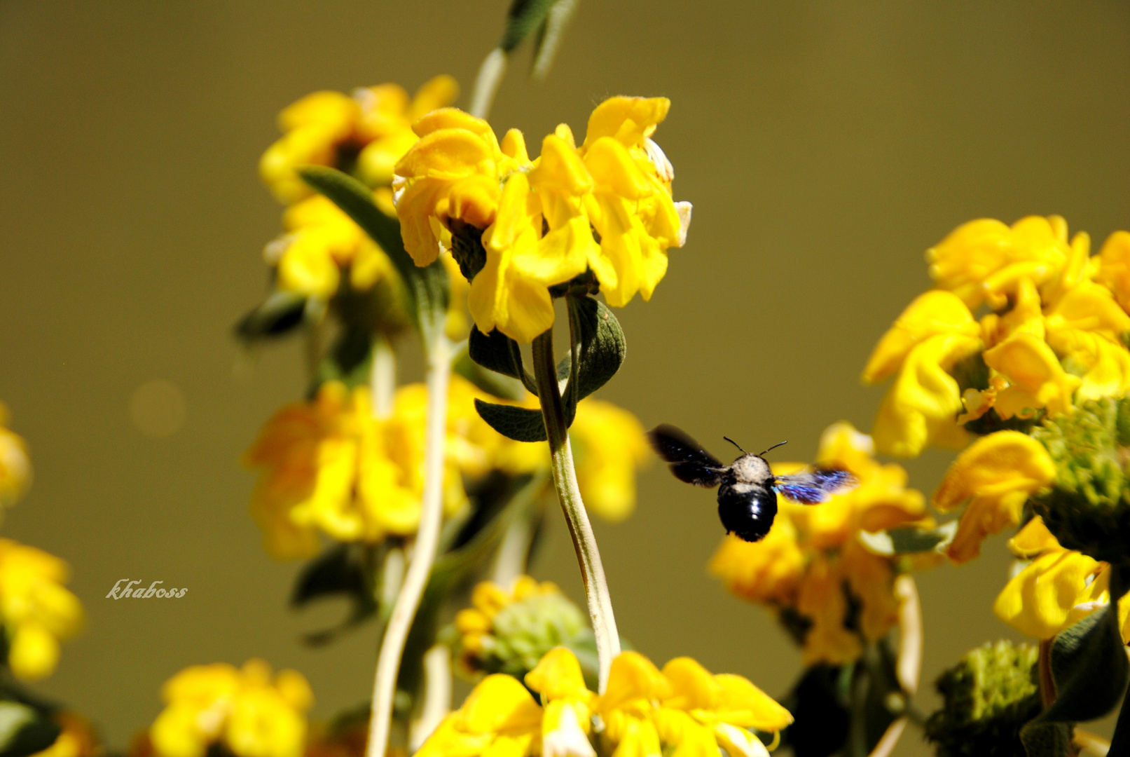 A la conquête du pollen