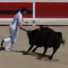 ... à la course camarguaise (I) ...