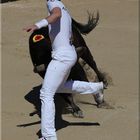 ... à la course camarguaise (II) ...