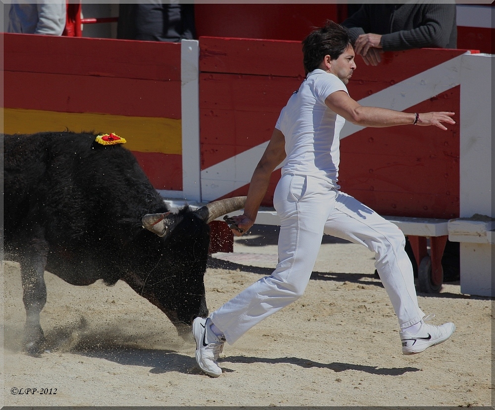 ... à la course camarguaise (III) ...