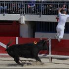 ... à la course camarguaise (V) ...