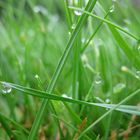 à la croisée des herbes