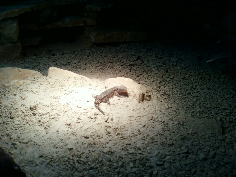 A la différence de l’homme , le lézard est capable de sacrifier sa queue pour sauver sa vie.