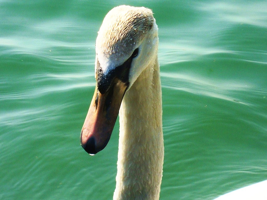 A la douceur d'un cygne...