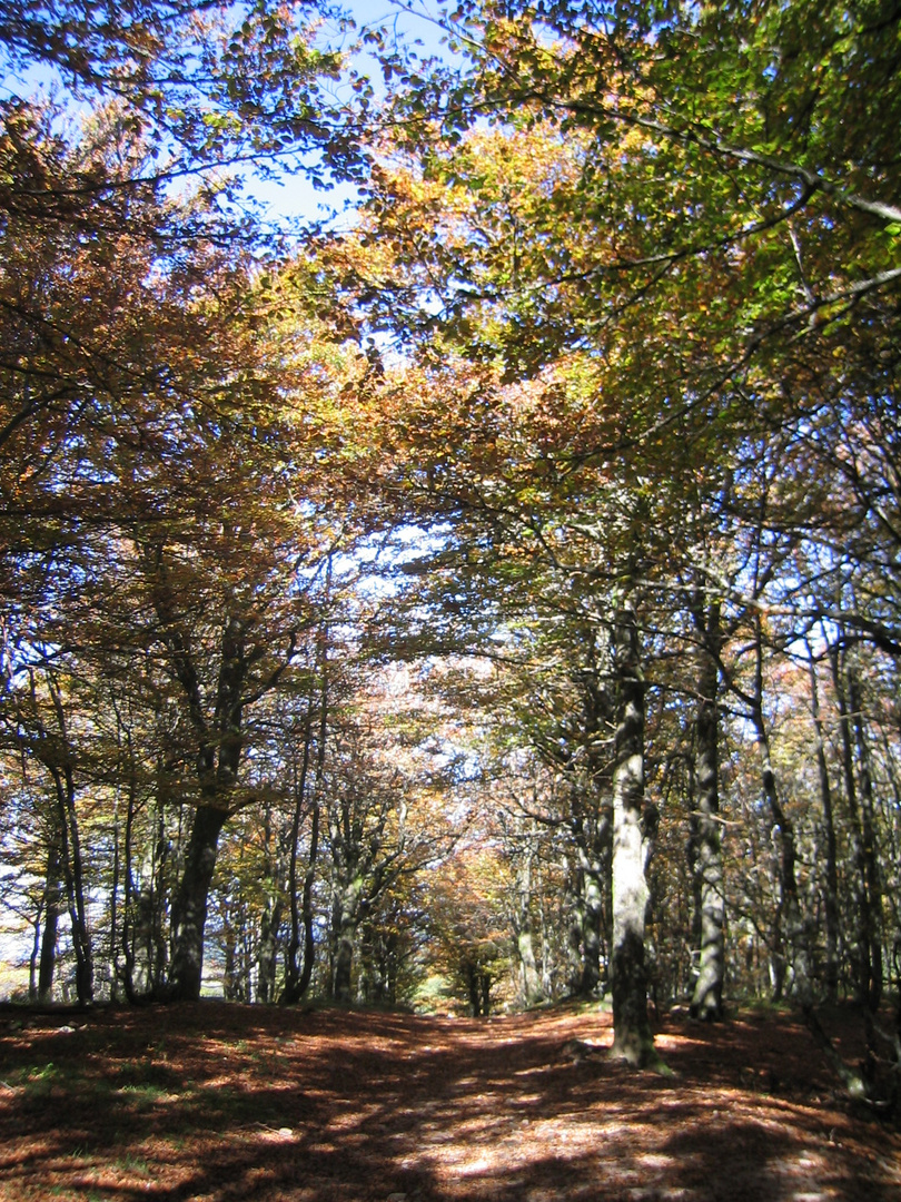 A la faveur de l'automne