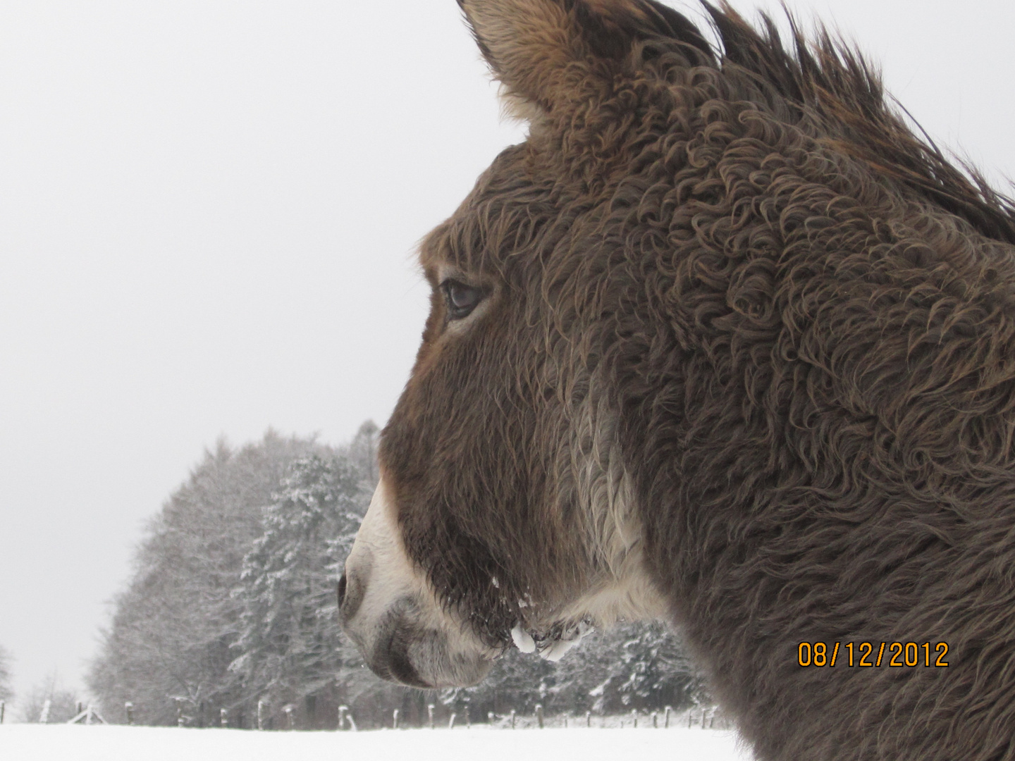 à la lueur de la neige