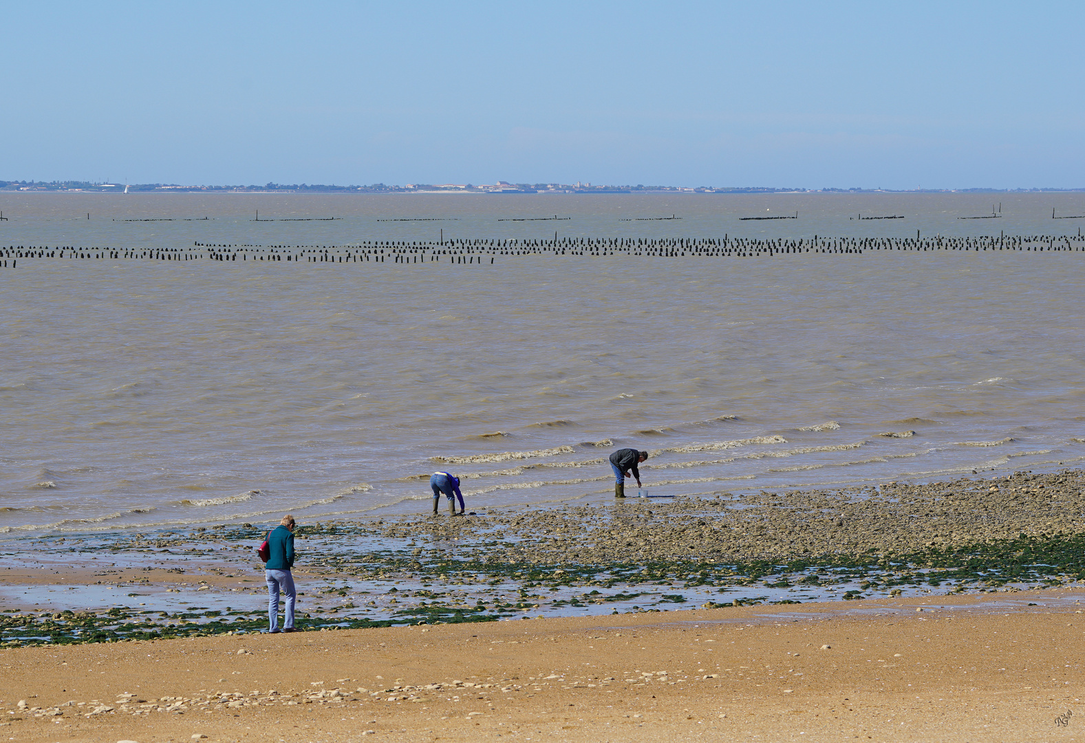 A la pêche .... aux coques