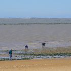 A la pêche .... aux coques