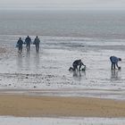 A la pêche aux coques et huitres....