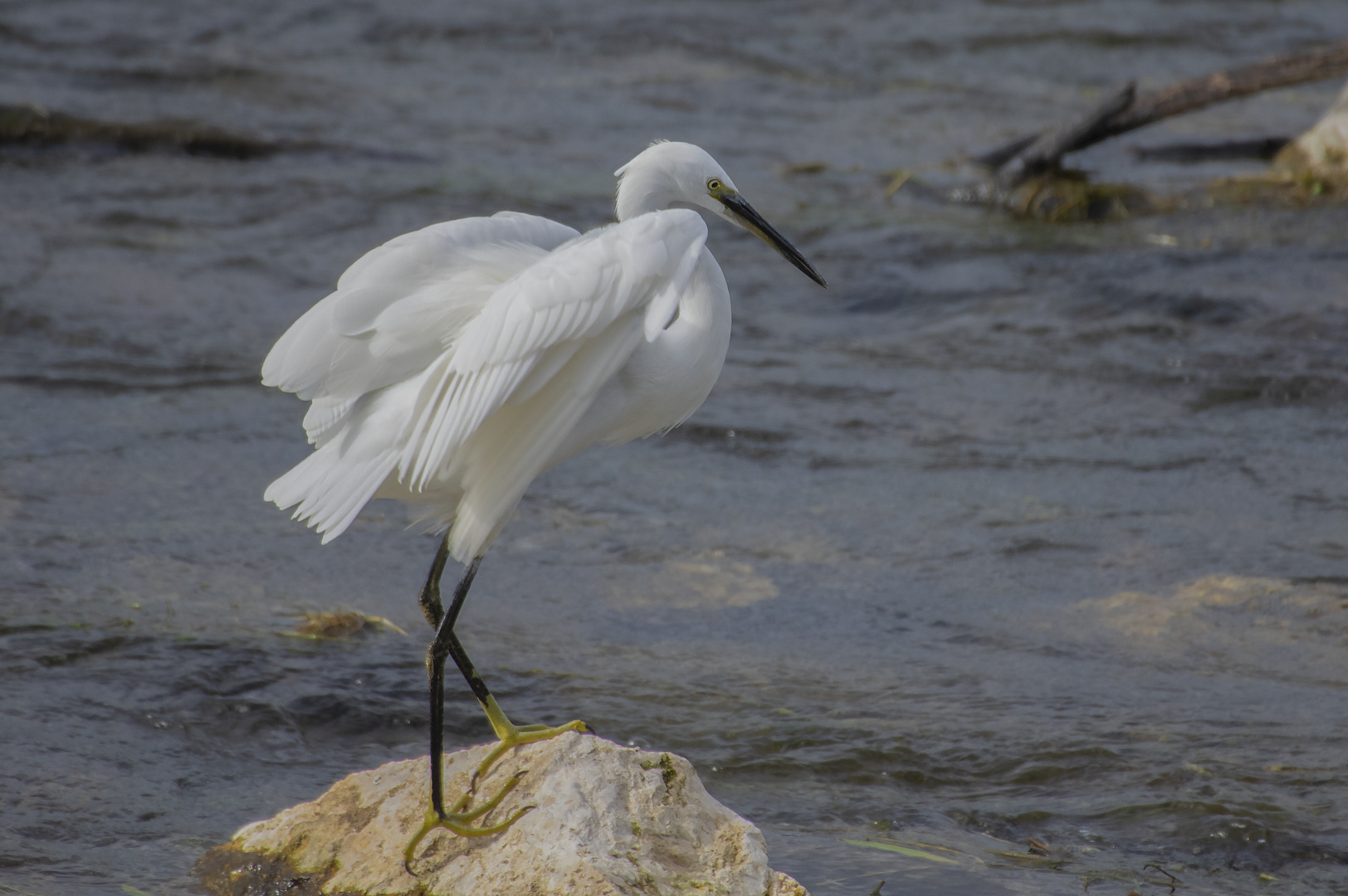 A la pêche en Loire (Egretta garzetta, aigrette garzette)