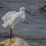 A la pêche en Loire (Egretta garzetta, aigrette garzette)