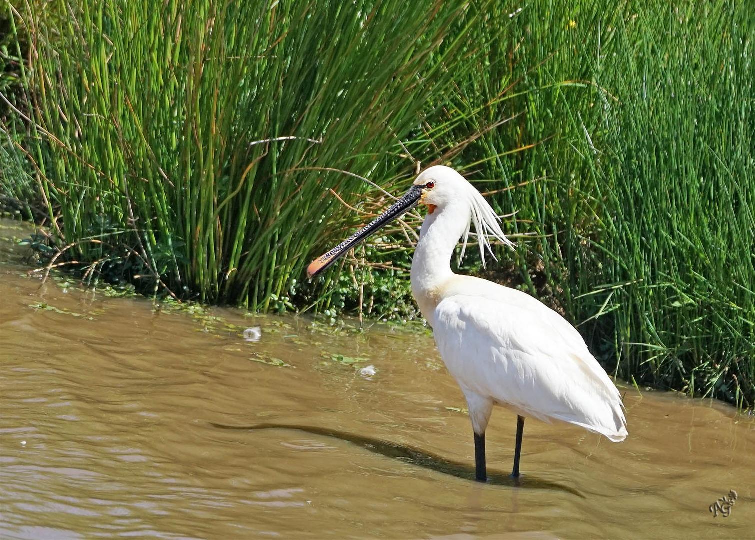 A la pêche ... la spatule