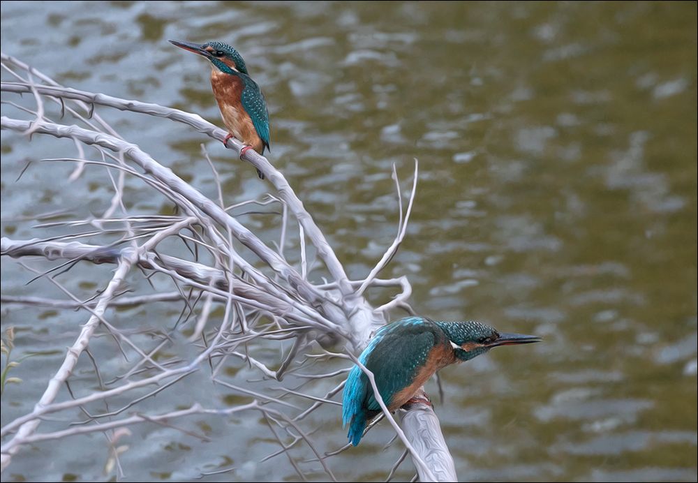 A la pèche comme à la pèche 