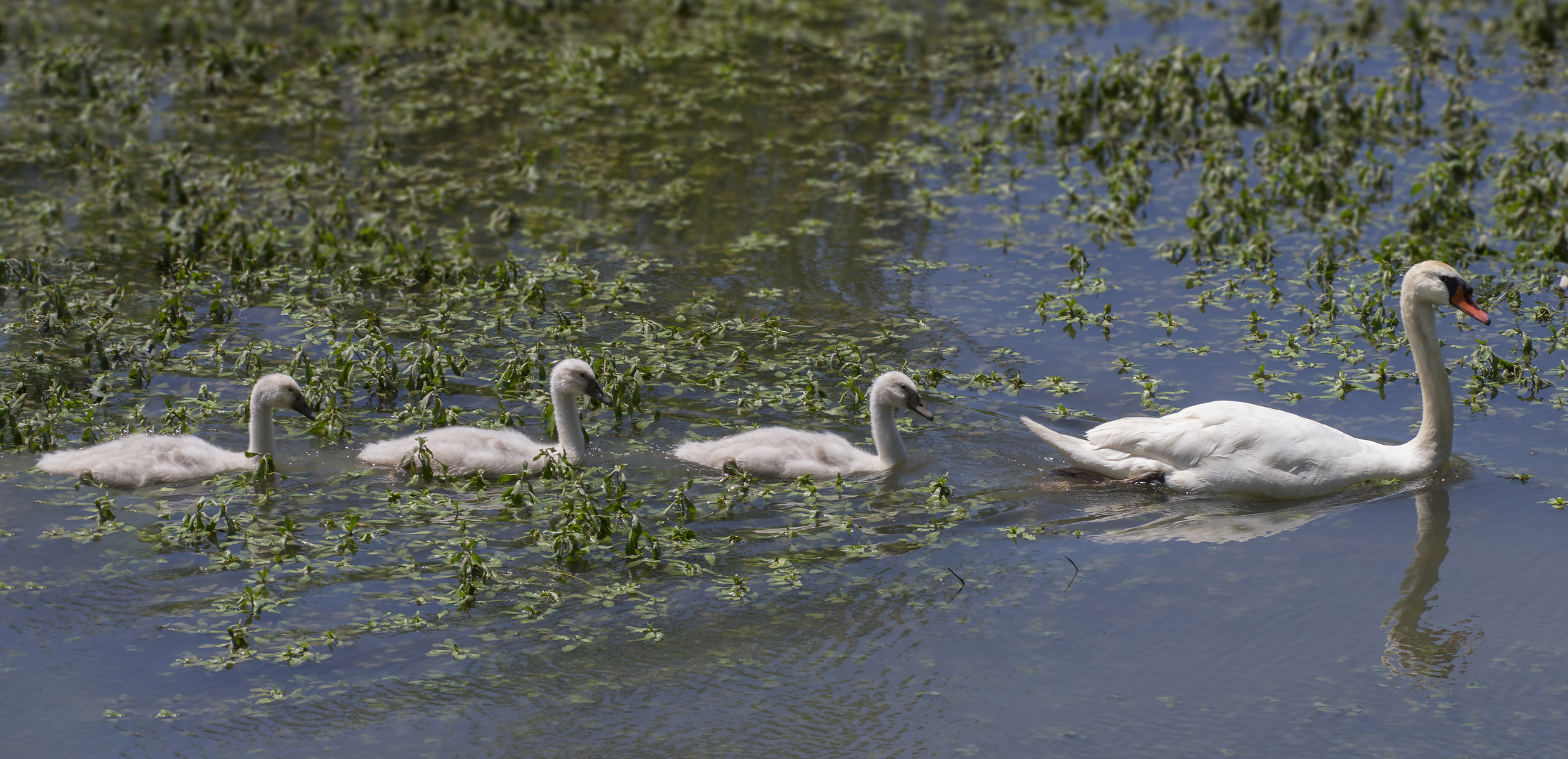 A la queue leu leu (Cygnus olor, cygne tuberculé)