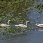 A la queue leu leu (Cygnus olor, cygne tuberculé)