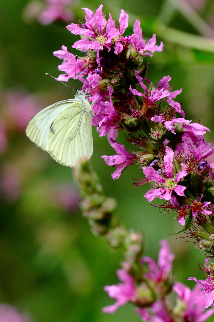 a la recherche de couleurs naturelles