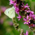 a la recherche de couleurs naturelles