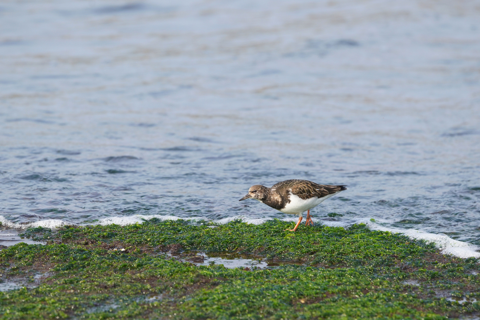 A la recherche de nourriture photo et image nature, animaux Images