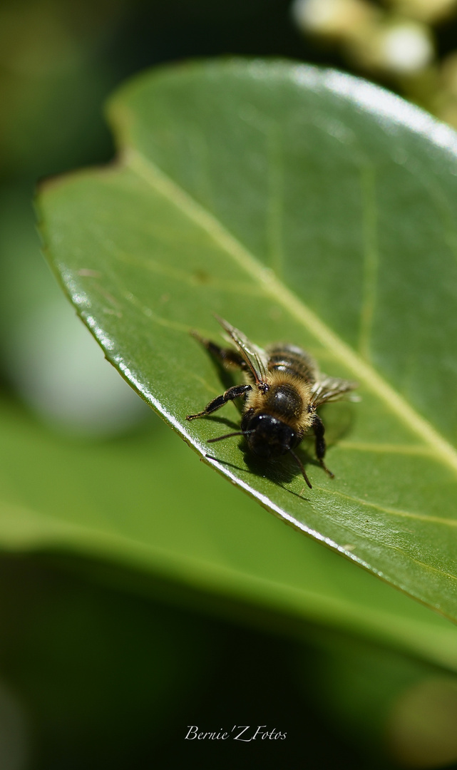 A la recherche de pollen