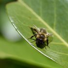 A la recherche de pollen