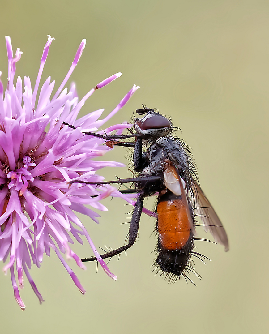 A la recherche du nectar.....23/07/2022