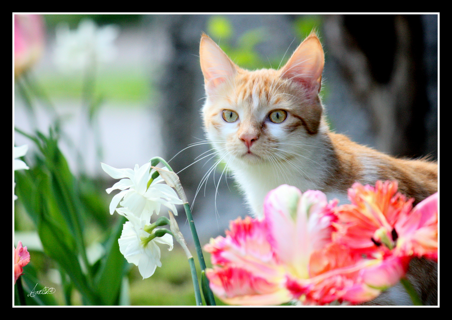 A la recherche du printemps !