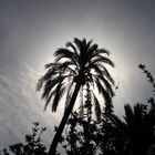 a la sombra de la palmera