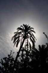 a la sombra de la palmera