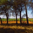 A la sombra de los viejos pinos